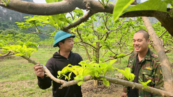 Bản tin khuyến cáo phòng, trừ sâu bệnh hại cây na giai đoạn ra lộc non, ra hoa