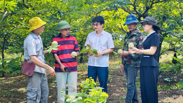 Rộn ràng mùa na trên quê hương Cai Kinh
