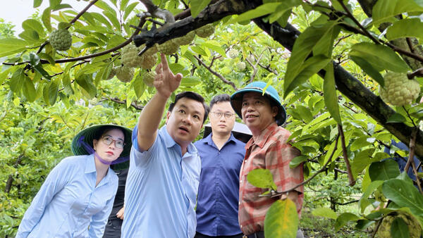 Lãnh đạo Trung tâm Khuyến nông tỉnh kiểm tra công tác chuẩn bị tổng kết mô hình thâm canh cây na theo chứng nhận VIETGAP tại thôn Yên Vượng xã Cai Kinh